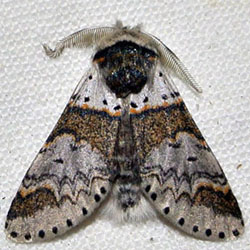 Furcula furcula Furcula furcula